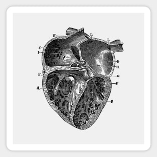 Inner Heart Diagram - Vintage Anatomy Magnet